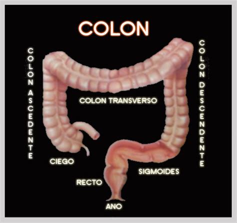 esquema del colon mostrando el pliegue esplénico