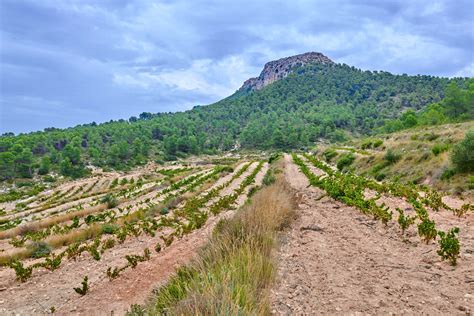 Viñedos en La Font de la Figuera
