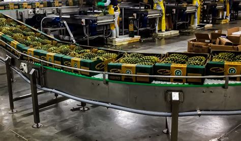 procesamiento y empaque de vegetales para exportación