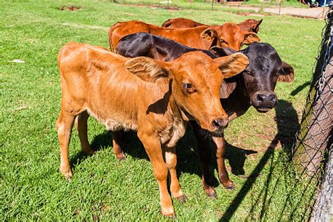 Terneros en un corral
