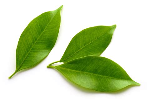 Hoja de limonero fresca
