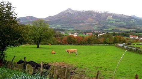 Paisaje rural de Galicia con vacas pastando