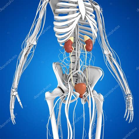 Ubicación de los riñones en el cuerpo humano