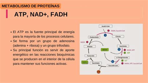 Esquema sobre la función del NAD en la producción de energía celular