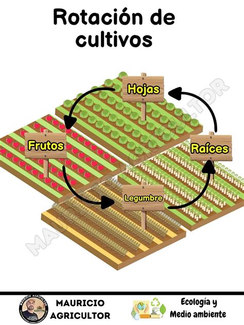 Esquema de rotación de cultivos incluyendo leguminosas