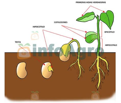 Proceso de germinación de semillas de lentejas