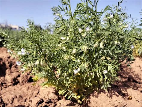 Planta de lentejas con estructura de apoyo