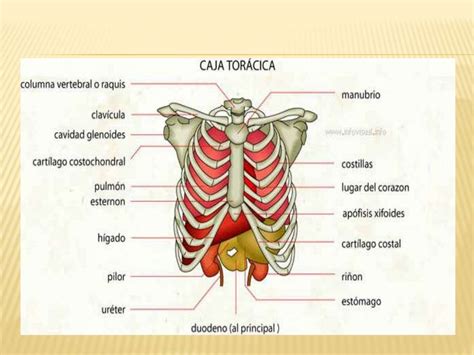 Diagrama de la caja torácica y su función en la respiración