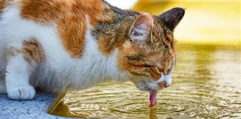Gato bebiendo agua