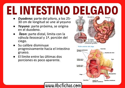 Anatomía del intestino delgado y su función
