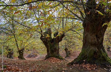 Bosque de castaños en Galicia