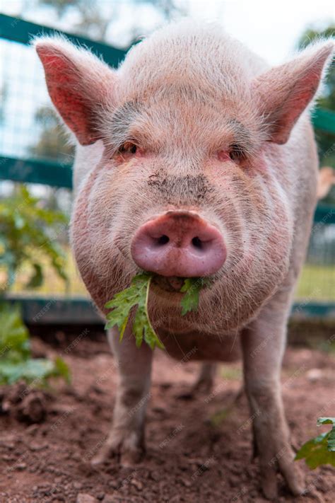 Cerdo comiendo castañas en una granja