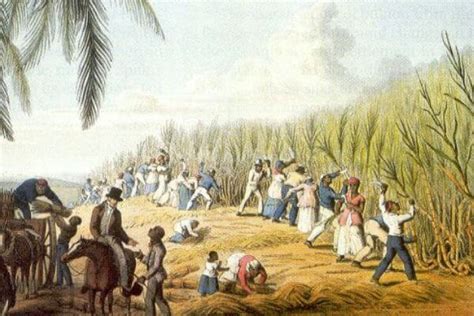 Historia del azúcar moreno y blanco
