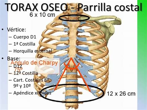 Esquema de la parrilla costal con sus componentes