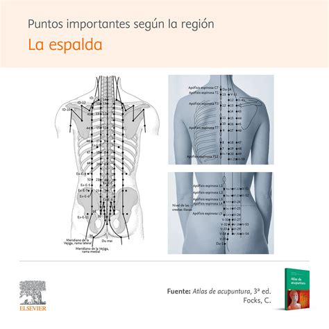 Mapa de puntos de acupuntura para el dolor costal