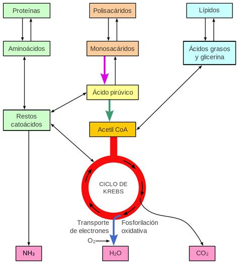 Esquema de las vías de fermentación