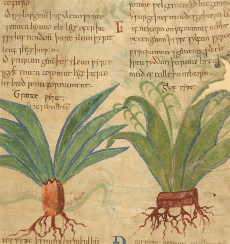 Manuscrito medieval con ilustraciones de plantas medicinales