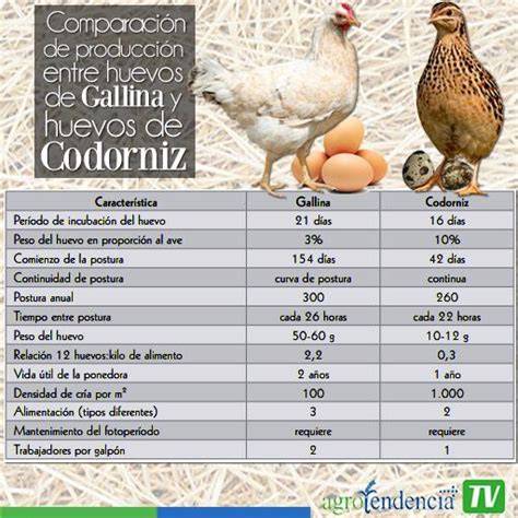 comparación nutricional huevos gallina codorniz