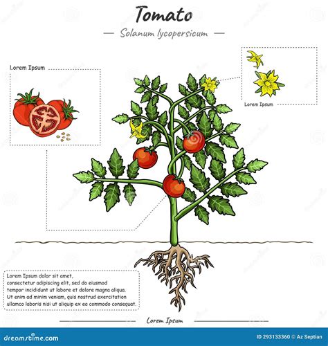 Planta de tomate con solanina