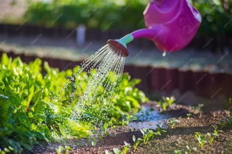 Plantas de interior recibiendo riego con agua de vegetales