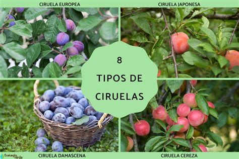 Variedad de ciruelas de diferentes colores