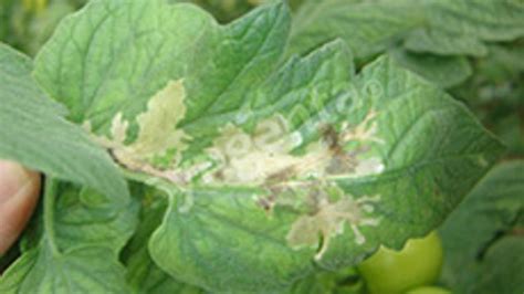 Daños de Tuta absoluta en hojas de tomate