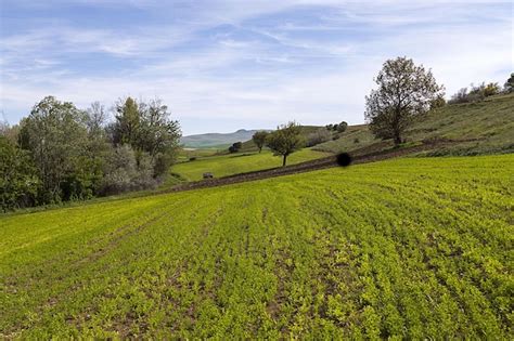 Plantación de lentejas