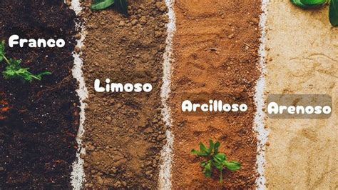 Tipos de suelo para el cultivo de lentejas