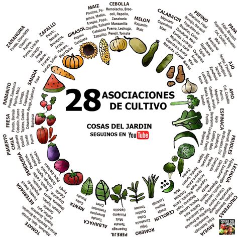 Esquema de asociación de cultivos