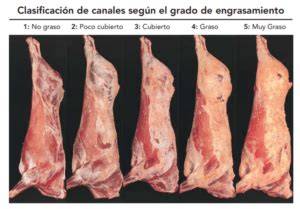 Esquema de clasificación de canales de vacuno