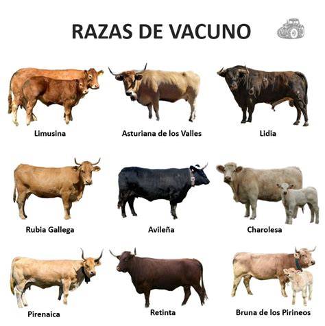Mapa de razas de vacuno españolas con denominación de origen