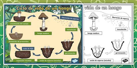 Ciclo de vida general de un hongo con producción de esporas