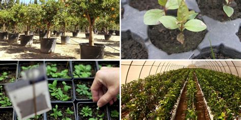 Variedad de frutales y hortalizas en viveros de la región