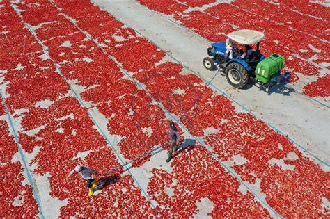 Tomates secándose al sol en una rejilla