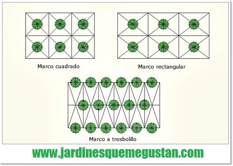 Tipos de marcos de plantación: cuadrado, rectangular, al tresbolillo y escaleriforme