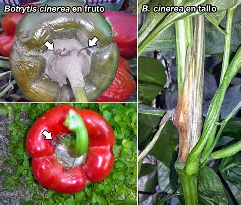 Plagas y enfermedades comunes en el cultivo de pimientos