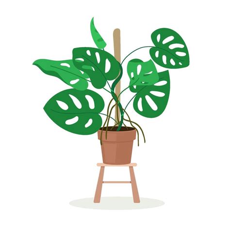 Planta Monstera deliciosa en un hogar moderno