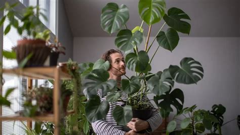 Ubicación ideal de la Monstera en la entrada de la casa