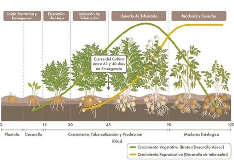 Esquema del ciclo de cultivo de la patata