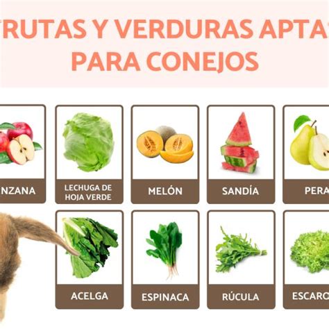Variedad de verduras frescas aptas para conejos