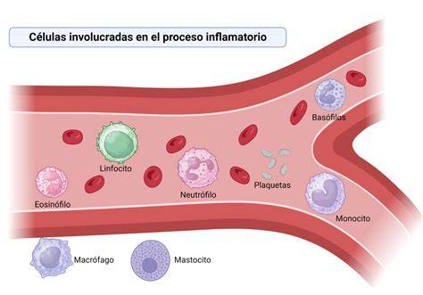 Esquema de la inflamación crónica en el cuerpo