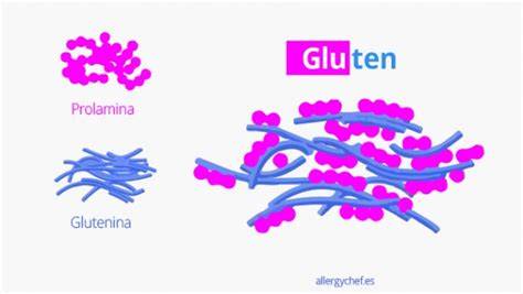 Estructura de las prolaminas del maíz y su similitud con el gluten