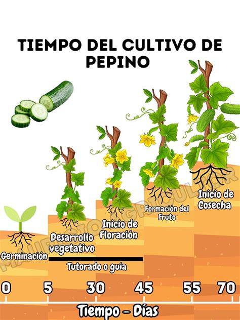 Origen del pepino y su distribución