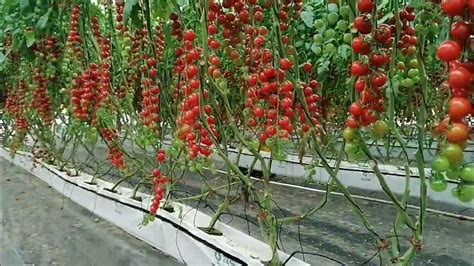 Cultivo de tomate cherry saludable