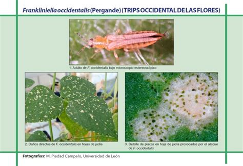Trips occidental de las flores adulto