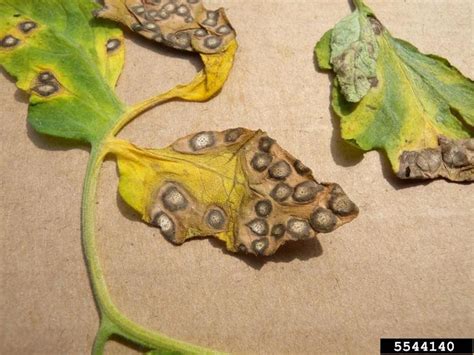 Síntoma de septoriosis foliar en una hoja de tomate