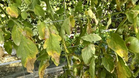 Hoja de tomate con mildiu