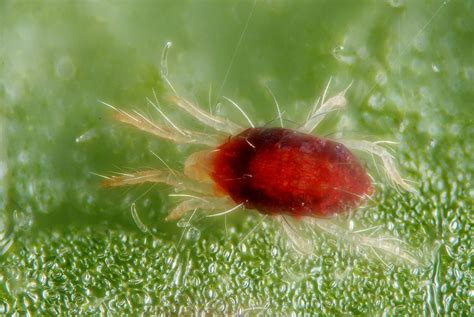 Araña roja de dos manchas