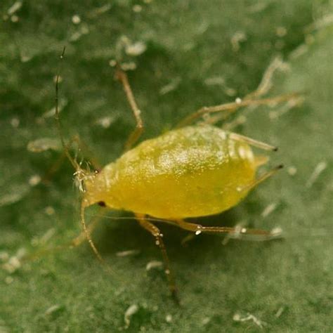 Pulgón verde del melocotón