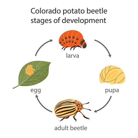Escarabajo de la patata de Colorado adulto y huevos